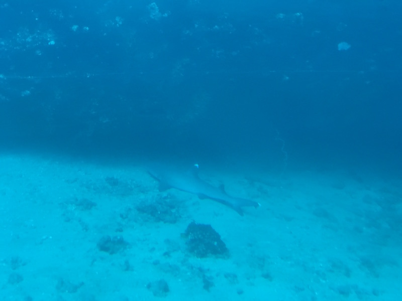 A fierce shark swims in the ocean.