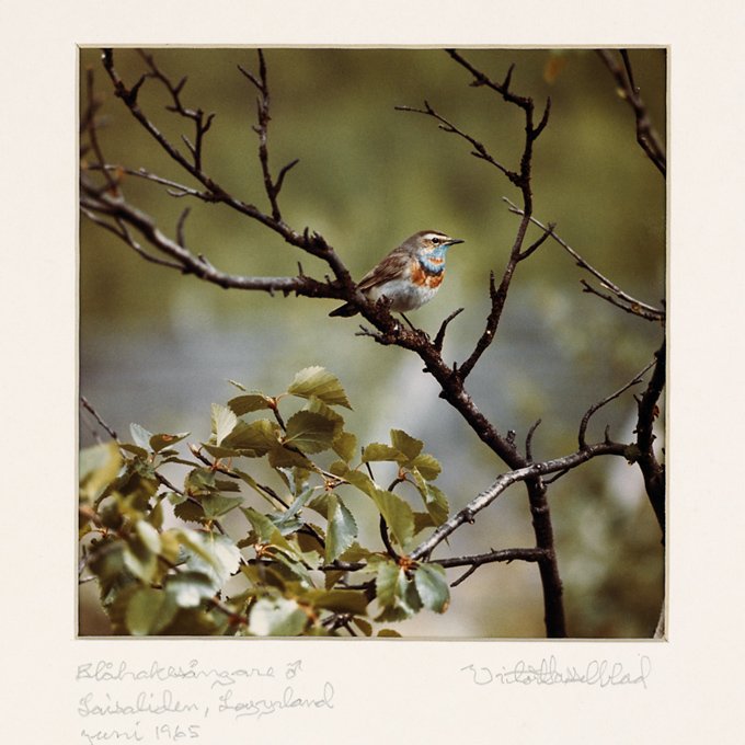 Viktor Hasselblad 1965 年拍摄的蓝喉歌鸲（Male Bluethroat）