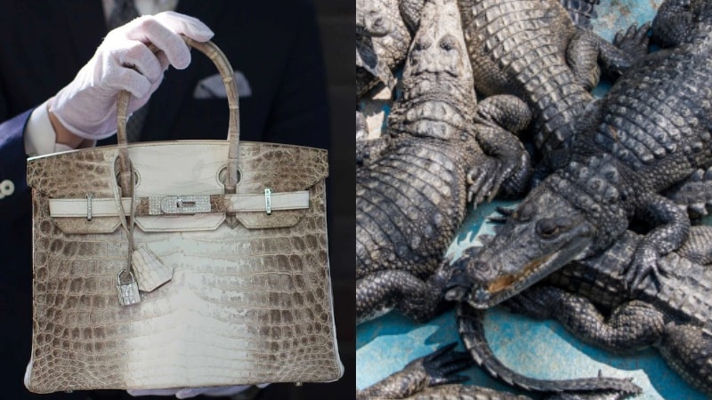 Hermès 澳大利亚北领地鳄鱼养殖场